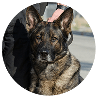 Politihunde